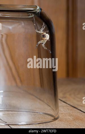 Nosferatu spider, trapped under glass Stock Photo