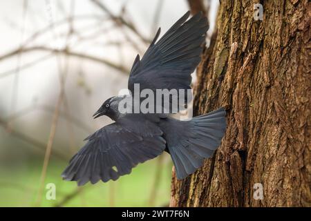 western jackdaw, Coloeus monedula Stock Photo