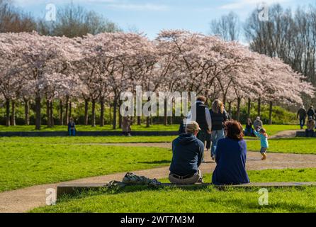 Tourists relaxing at Bloesempark located on the southern edge of Amsterdam, and admiring cherry blossom trees Stock Photo