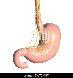 The vagus nerve innervates the stomach, regulating digestion, gastric acid secretion, and signaling fullness, influencing overall gastrointestinal fun Stock Photo