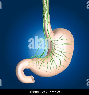 The vagus nerve innervates the stomach, regulating digestion, gastric acid secretion, and signaling fullness, influencing overall gastrointestinal fun Stock Photo