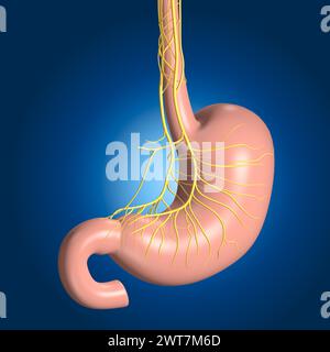 The vagus nerve innervates the stomach, regulating digestion, gastric acid secretion, and signaling fullness, influencing overall gastrointestinal fun Stock Photo