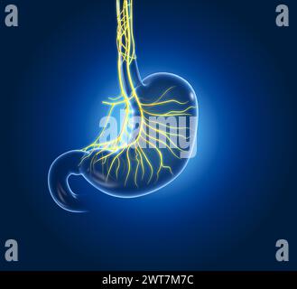 The vagus nerve innervates the stomach, regulating digestion, gastric acid secretion, and signaling fullness, influencing overall gastrointestinal fun Stock Photo