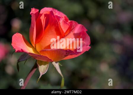 orange yellow and red rose with waterdrops after the rain, closeup Stock Photo