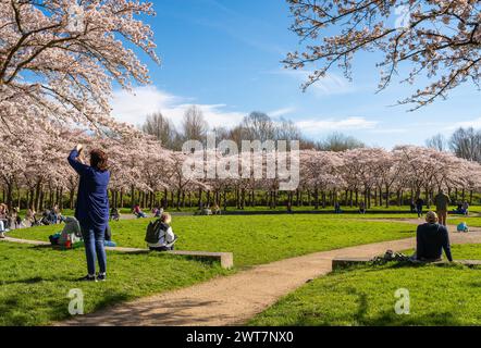 Amstelveen, The Netherlands, 14.03.2024, Tourists admiring japanese cherry blossom trees at Bloesempark located at the southern edge of Amsterdam Stock Photo