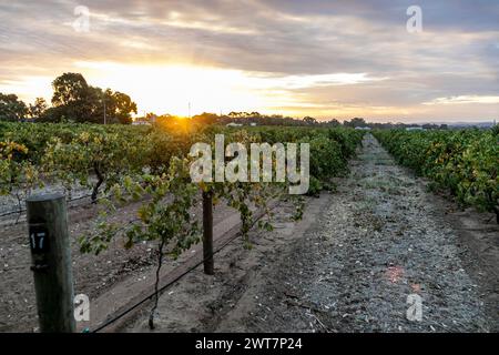 Sunset over Barossa Valley vineyard grapevines,South Australia,2024 Stock Photo