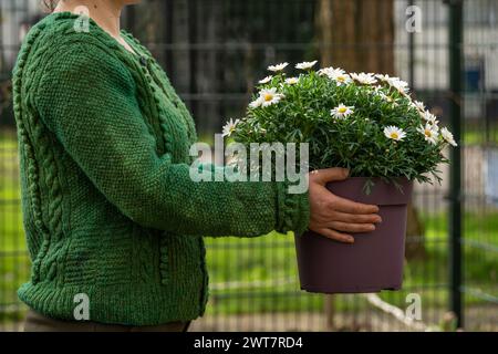 Side view of a woman in green, woolen sweater holding a pot with beautiful daisy flowers in the garden Stock Photo