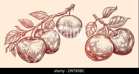 Apples with leaves hang on branch. Fruit sketch vector illustration. Vintage style engraving Stock Vector