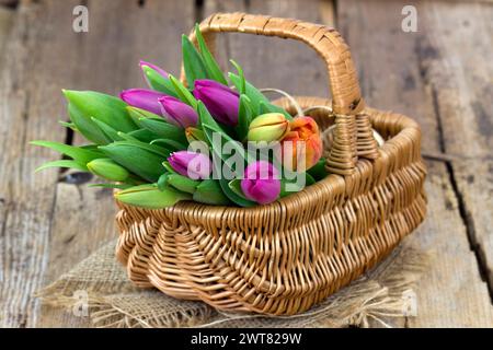 Colorful fresh tulips in wicker basket - wooden background Stock Photo
