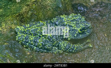 Close-up view of a Vietnamese mossy frog (Theloderma corticale) Stock Photo