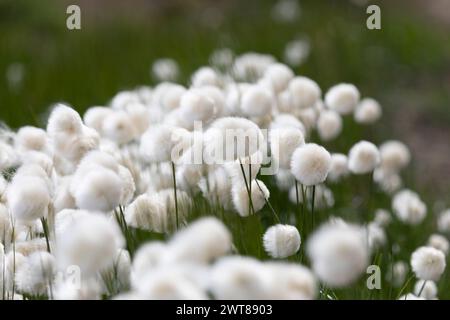 Blooming Eriophorum in the tundra close-up Stock Photo