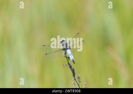 Dragonfly sits on dry grass on a green background close up Stock Photo