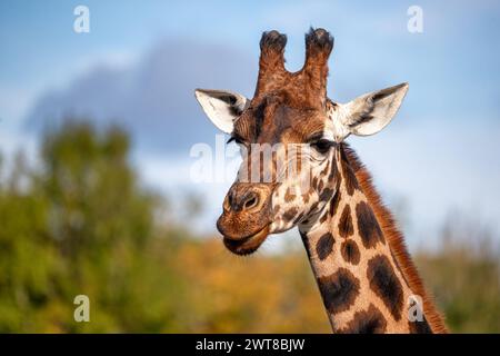 Front on view of a Rothschild giraffe, Giraffa camelopardalis camelopardalis, against green foliage and blue sky background. Space for text. Stock Photo