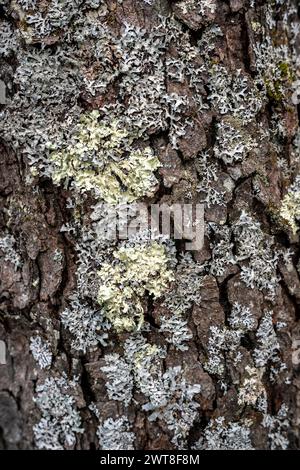 Lichen grows on the rough brown surface of a tree in the forest Stock Photo