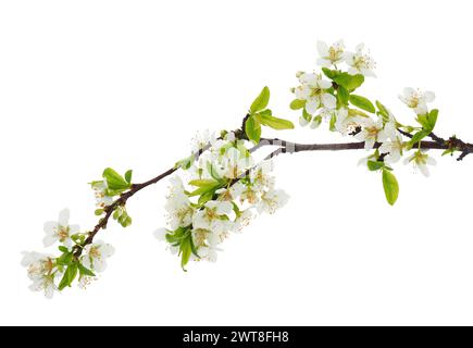 Blossoming Japanese plum tree branch isolated on white background, Prunus salicina Stock Photo