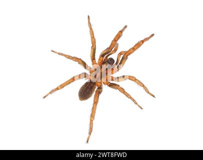 Ground wolf spider isolated on white background, Trochosa terricola Stock Photo