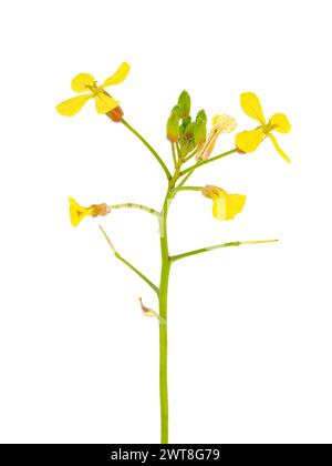 Wild radish plant isolated on white background, Raphanus raphanistrum Stock Photo