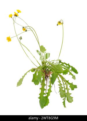 Holy hawksbeard plant isolated on white background, Crepis sancta Stock Photo