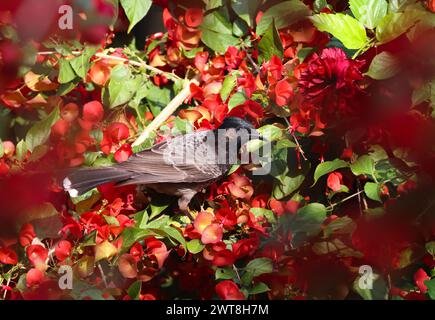 Red-vented bulbul on flower. red-vented bulbul is a member of the bulbul family of passerines. Stock Photo