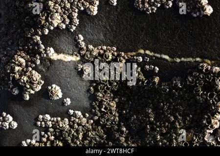 Colonies of barnacles lead sedate lives, never moving, on the intertidal zone of our United Kingdom marine landscape, forming artistic patterns Stock Photo
