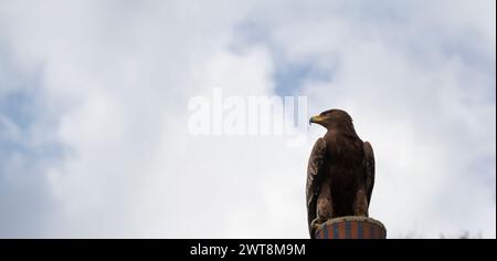 Golden Eagle, soaring through the outdoors with its majestic presence Stock Photo