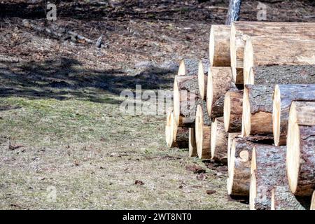 Sawn logs are stacked in a chup to be taken away Stock Photo