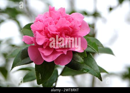 Pink peony double Camellia japonica ÔDebbieÕ in flower. Stock Photo