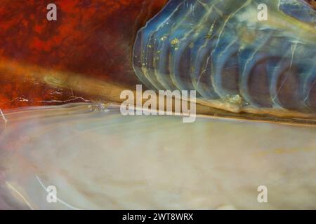 Close up of a pen shell reveals the art of nature. Stock Photo
