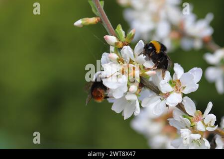 Bumblebee pollinating flowers in orchard, garden in spring. Stock Photo