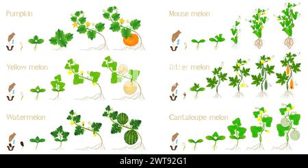 Set of growth cycles of agricultural crops on a white background. Stock Vector