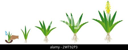 Cycle of growth of aloe vera plant on a white background. Stock Vector