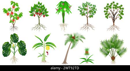 Set of exotic plants with fruits on a white background. Stock Vector