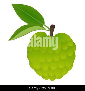 Fresh cherimoya fruit Annona cherimola with leaves on a white background. Stock Vector