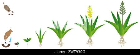 Cycle of growth of aloe vera plant from seed on a white background. Stock Vector