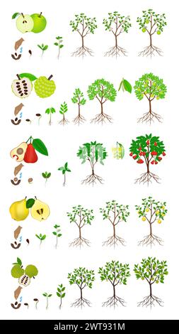 Set of stages of growth of an apple tree on a white background. Stock Vector