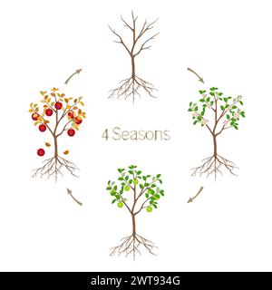 vector illustration of the four seasons of apple tree Stock Vector ...