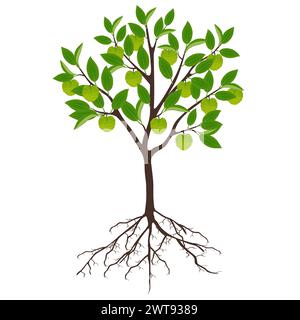 Cherimoya Annona cherimola tree with roots on a white background. Stock Vector