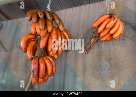 Red Bananas at a Fruit Stand in Sri Lanka. A fruit stand in Sri Lanka featuring two bunches of red bananas, a common sight in local markets. Stock Photo