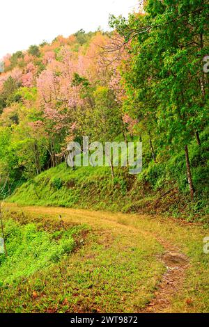 Scenic landscape of Wild Himalayan Cherry blossom in Khun Mae Ya, Chiang Mai, Thailand Stock Photo