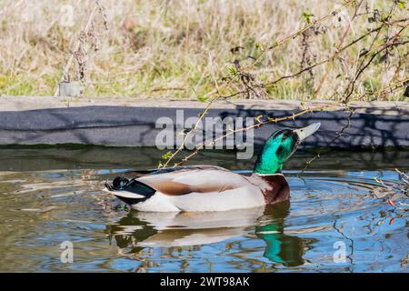 Wild male mallard, Anas platyrhynchos, swimming in a garden pond. Stock Photo