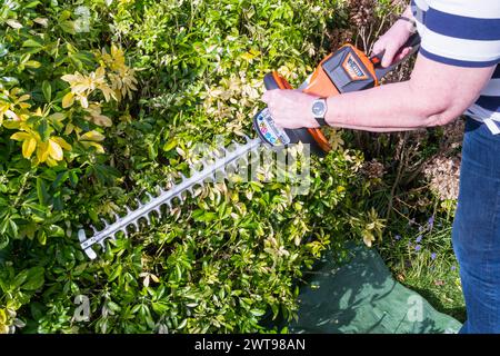 A woman pruning garden shrubs, mainly Choisya ternata, with electric clippers. Stock Photo