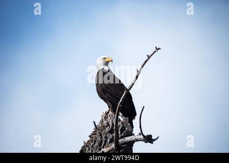 bald eagle or Haliaeetus leucocephalus perched on a dead tree Stock Photo