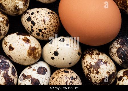 brown chicken egg and multiple speckled quail eggs on a dark background Stock Photo