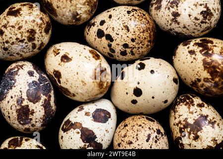 close up of quail eggs on a dark background Stock Photo