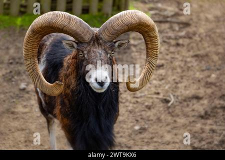 The mouflon (Ovis gmelini). Stock Photo