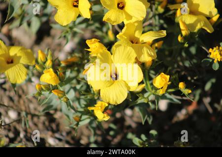 yellow colored Linum grandiflorum flower Stock Photo