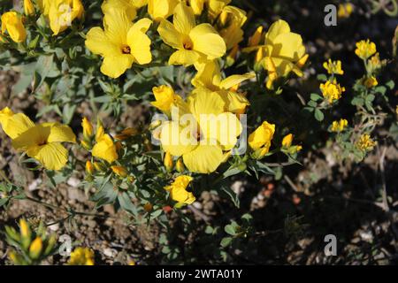 yellow colored Linum grandiflorum flower Stock Photo