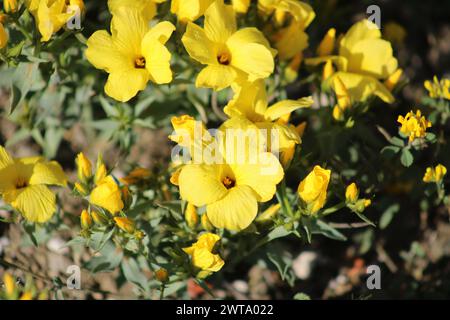 yellow colored Linum grandiflorum flower Stock Photo