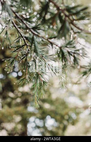 Raindrops on a fluffy fresh branches of larch. Close-up. Selective focus. Stock Photo