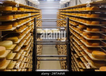 Loading machine working at cheese warehouse. Stock Photo